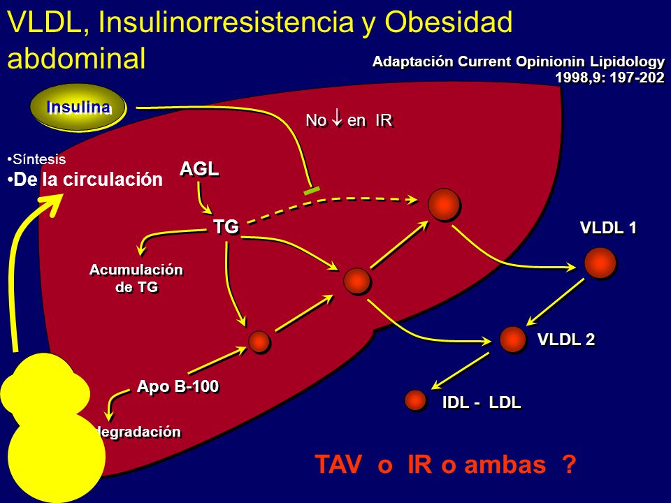 insulinorresistencia y obesidad